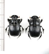 ヒメダイコクコガネ　大型ペア　対馬
