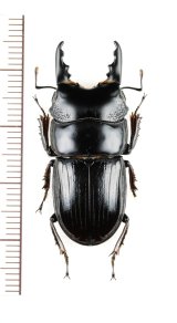 クワガタムシの一種　Aegus woodfordi　特大♂35.9mm　ソロモン諸島（ラノンガ島）