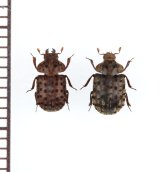 マダラクワガタ　ペア　対馬