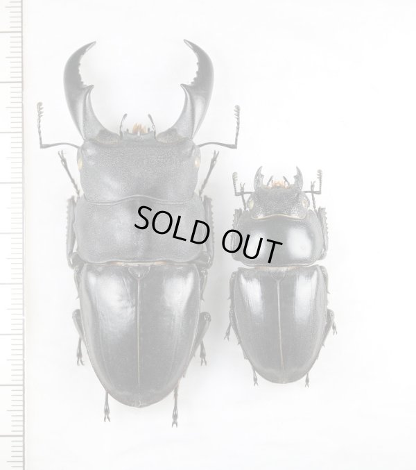 画像1: サキシマヒラタクワガタ　大型ペア♂72.2mm♀42.6mm　与那国島