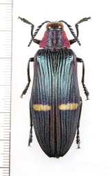 ボンボロイルハビロタマムシ　♀　ベトナム北中部