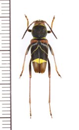 ヤノトラカミキリ　♂　対馬