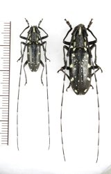 キボシカミキリ　ペア　対馬