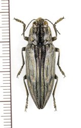ウバタマムシ　名義タイプ亜種　♀　対馬
