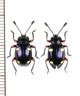 タイワンオオテントウダマシ　ペア　対馬