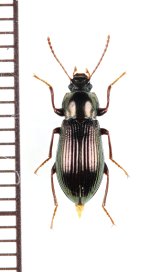 ツシママルムネゴミムシダマシ　♀　対馬