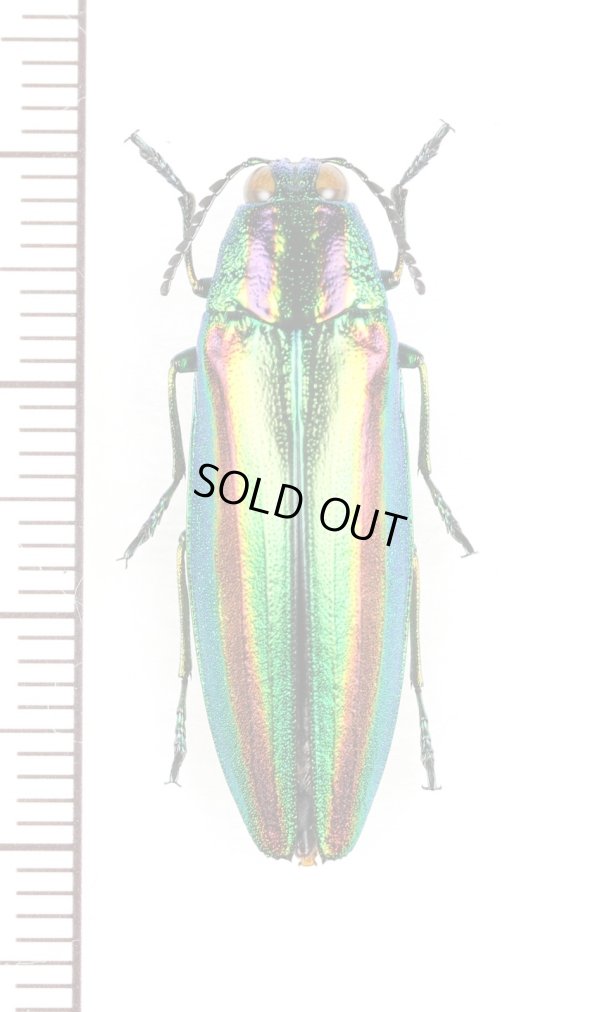 画像1: ヤマトタマムシ　♀ 　神奈川県