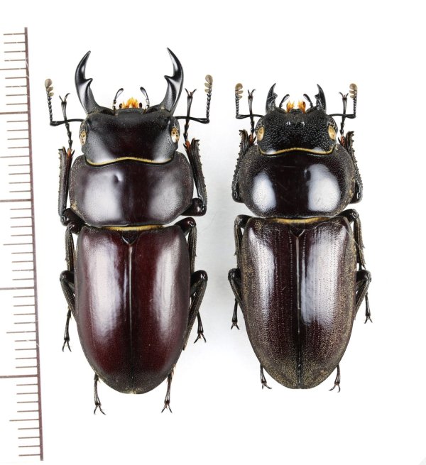 画像1: トクノシマコクワガタ　特大ペア　♂38.9mm♀34.4mm  　徳之島