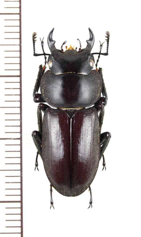 画像1: トクノシマコクワガタ　♂26.8mm  　徳之島