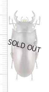 ヤエヤマコクワガタ　大型♂33.5mm　西表島