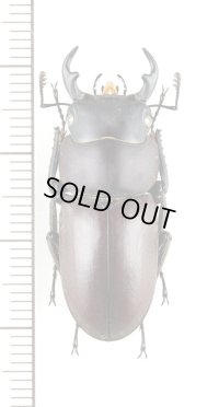 ヤエヤマコクワガタ　大型♂33.5mm　西表島