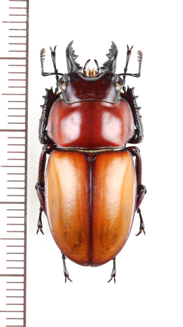 画像1: チャイロマルバネクワガタ　♂31mm　　西表島