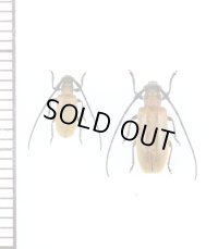 キイロアラゲカミキリ　ペア　屋久島