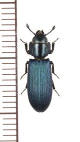 コクヌストの一種　Trogossitidae species　ナミビア