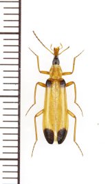 ホソジョウカイモドキの一種　Prionoceridae species　オマーン