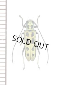 フチグロヤツボシカミキリ　♀　東京都