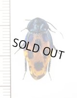 ルリゴキブリの一種　Eucorydia species　ベトナム中部