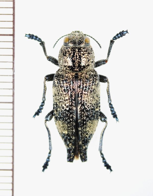 画像1: フタオタマムシ属の一種　 Dicerca sp.　♂　 ベトナム北東部