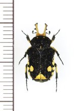 シカホソハナムグリの一種　Goliathopsis sp.　♂　ベトナム北東部