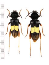 オオトラカミキリの一種 　Xylotrechus aureounifasciatus　ペア　ベトナム北東部