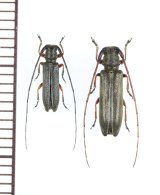キクスイモドキカミキリ ペア  対馬