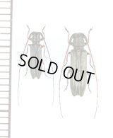 キクスイモドキカミキリ　ペア 　対馬