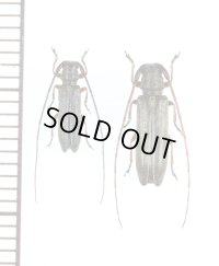 キクスイモドキカミキリ　ペア 　対馬