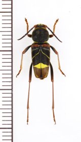 ヤノトラカミキリ ♂ 対馬