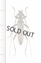 ホソカミキリ　♀　  対馬