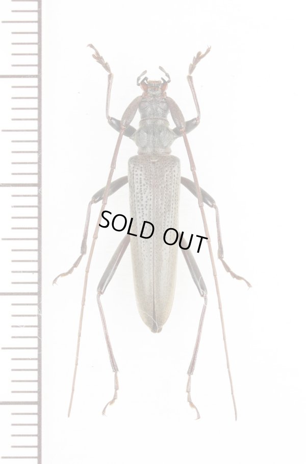 画像1: ホソカミキリ　♀　  対馬