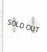 チャボハナカミキリ　ペア　対馬