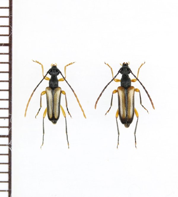 画像1: チャボハナカミキリ　ペア　対馬