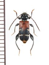 アカネカミキリ ♀ 対馬