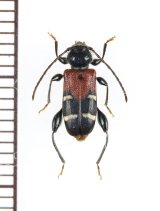 アカネカミキリ ♀ 対馬