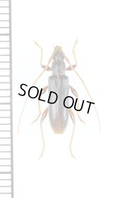 リュウキュウヒメカミキリ　♀　沖永良部島