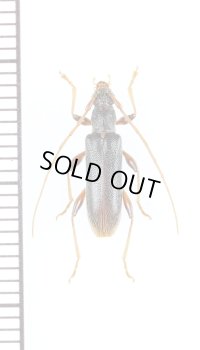 リュウキュウヒメカミキリ　♀　沖永良部島