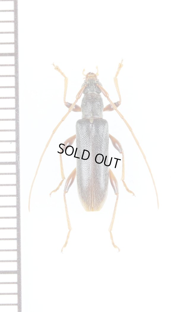 画像1: リュウキュウヒメカミキリ　♀　沖永良部島