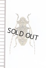 ゴマフサビカミキリ　♂　伊平屋島