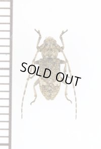 ゴマフサビカミキリ　♂　伊平屋島