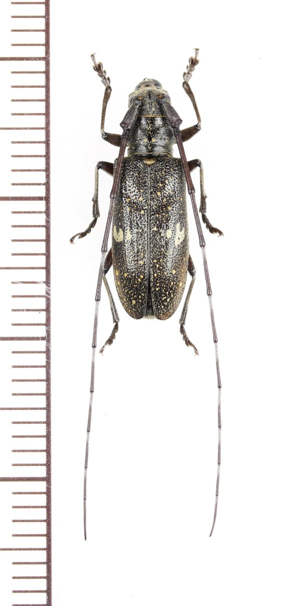 画像1: クマゲヒメヒゲナガカミキリ　♀　屋久島