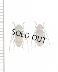 ゴマフサビカミキリ　ペア　伊平屋島