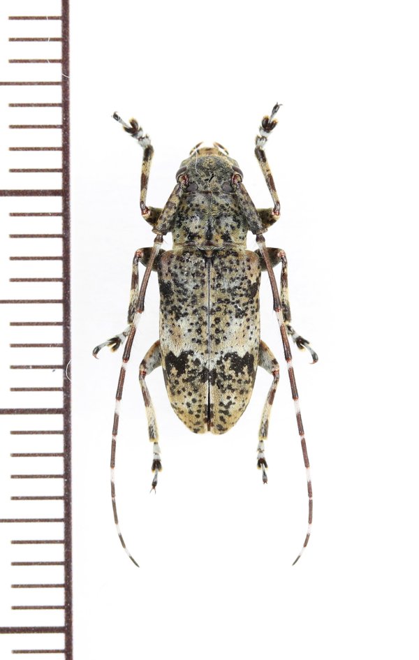 画像1: クメジマコウノゴマフカミキリ　♂　伊平屋島