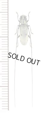 オキナワジャノメカミキリ　♀　沖縄本島