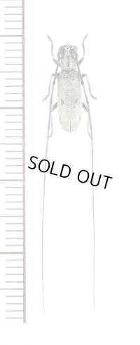 オキナワジャノメカミキリ　♀　沖縄本島