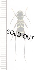 ニイジマトラカミキリ　♂　屋久島