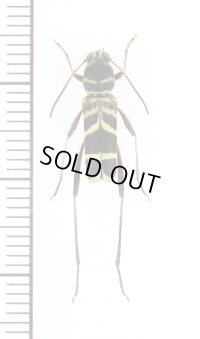 ニイジマトラカミキリ　♂　屋久島