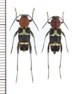 クビアカトラカミキリ ペア 屋久島