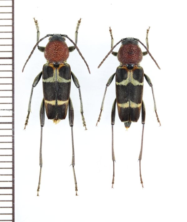 画像1: クビアカトラカミキリ　ペア　屋久島