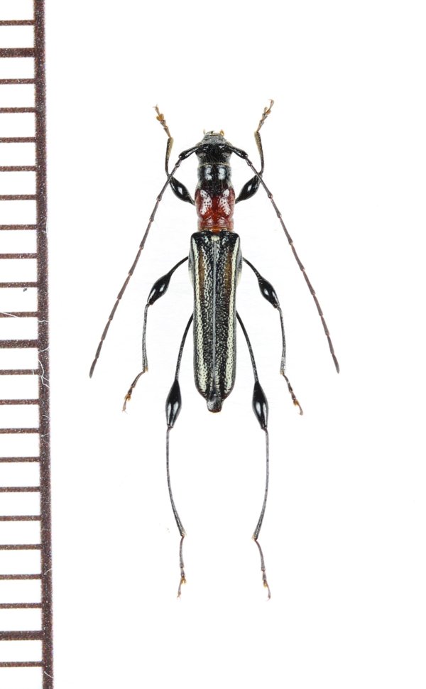 画像1: ケナガカミキリ　♀　屋久島