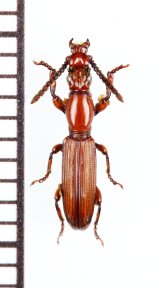 好蟻性オニミツギリゾウムシの一種　Eremoxenini species　♂　モザンビーク